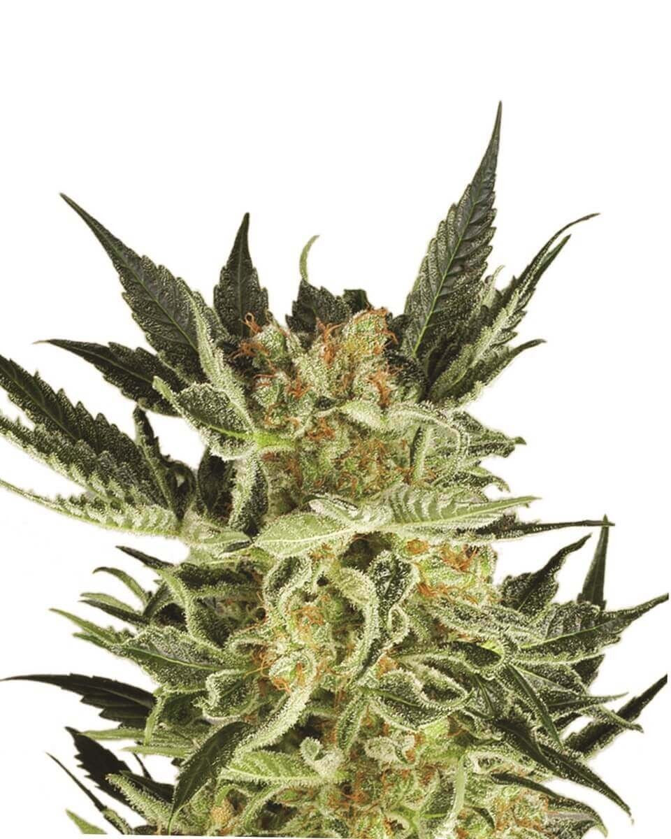 AK Auto 4:20 4 Semillas