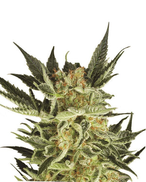 AK Auto 4:20 4 Semillas