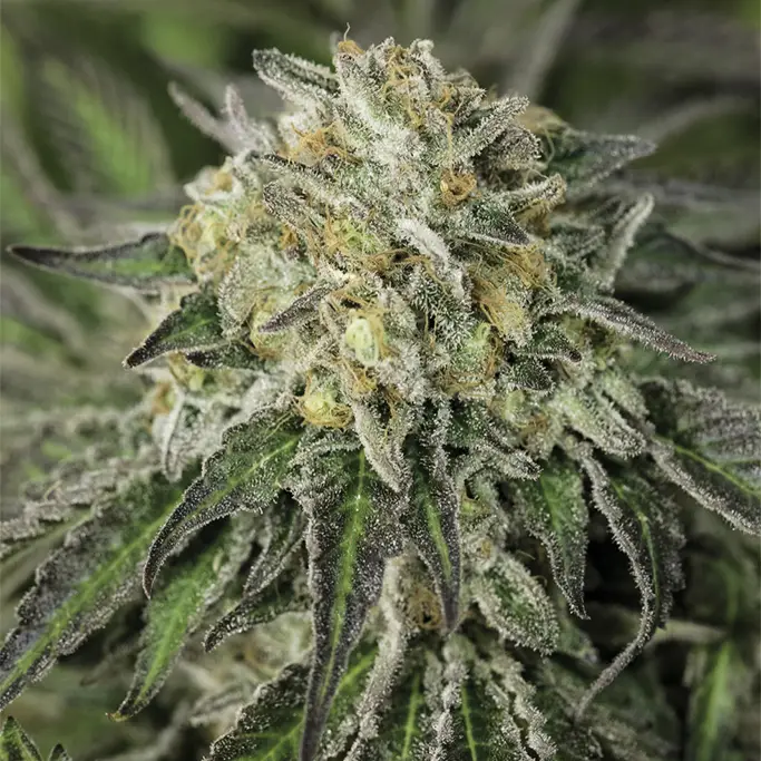 Amherst Sour Diesel 3 Semillas Humboldt Seeds
