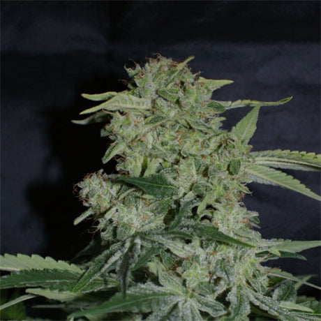 Auto Super Hash 3 + 1 Semilla Pyramid Seeds
