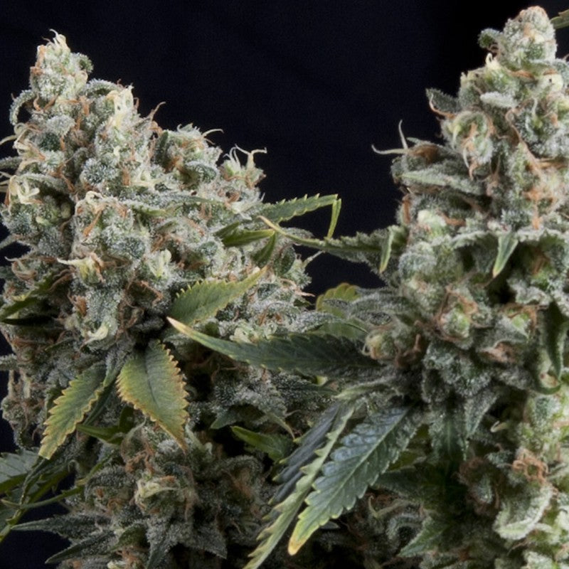 Auto Tutankhamon 3 + 1 Semilla Pyramid Seeds