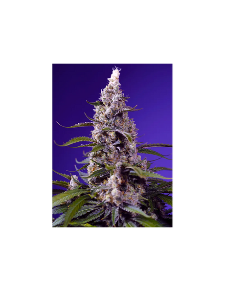 Banana Cream Cake XL Auto 3+1 Semillas Sweet Seeds