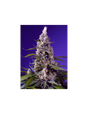 Banana Cream Cake XL Auto 3+1 Semillas Sweet Seeds