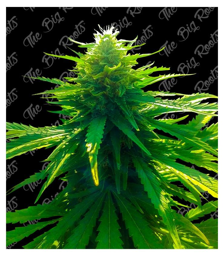 Big Moby Dick Auto 3+2 The Big Roots