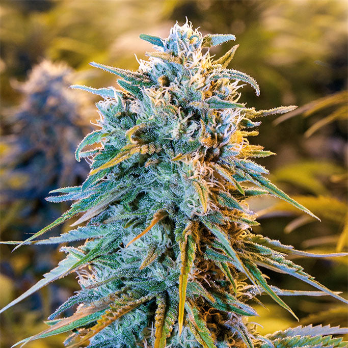 Blue Dream 3 Semillas Humboldt Seeds
