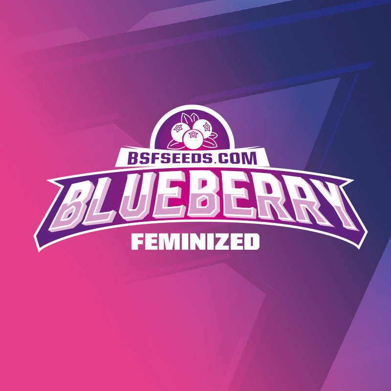 Blueberry 2 Semillas Bsf Seeds