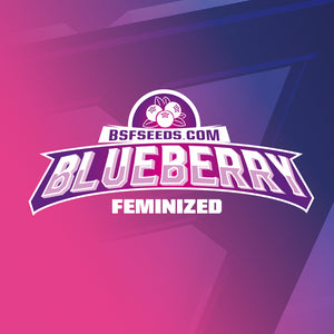 Blueberry 2 Semillas Bsf Seeds