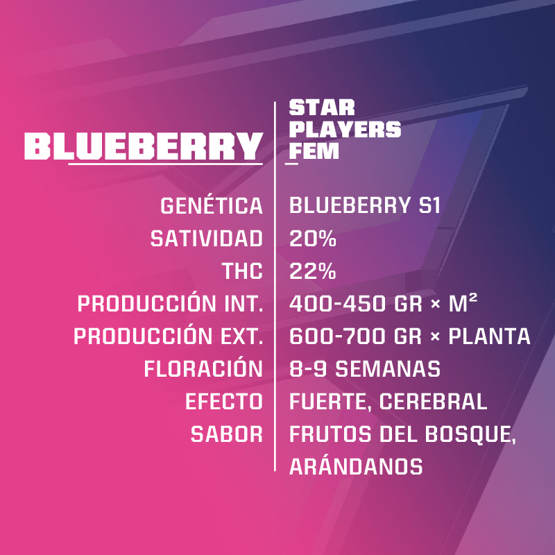 Blueberry 2 Semillas Bsf Seeds