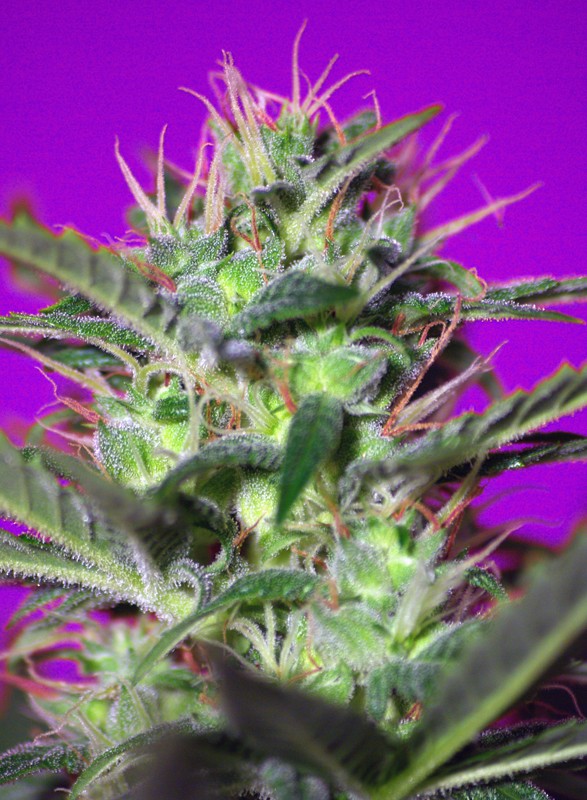 Botafumeiros 3+1 Semillas Sweet Seeds