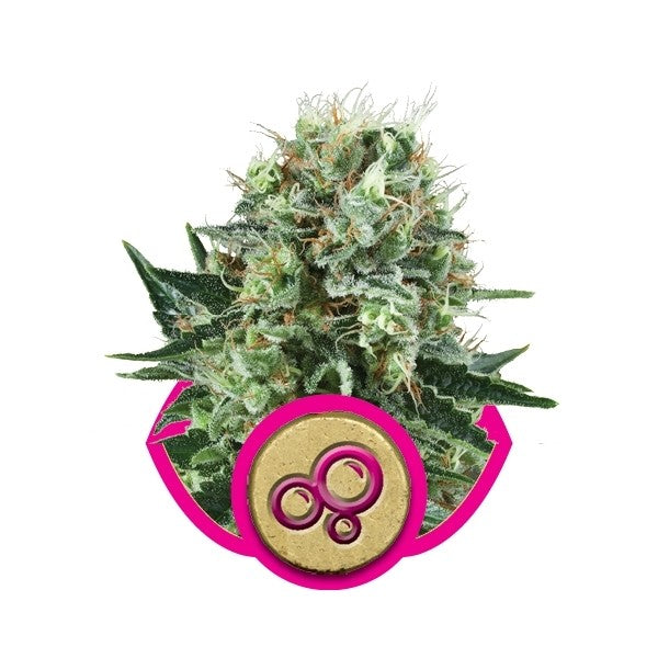 Bubble Kush 3 Semilla RQS
