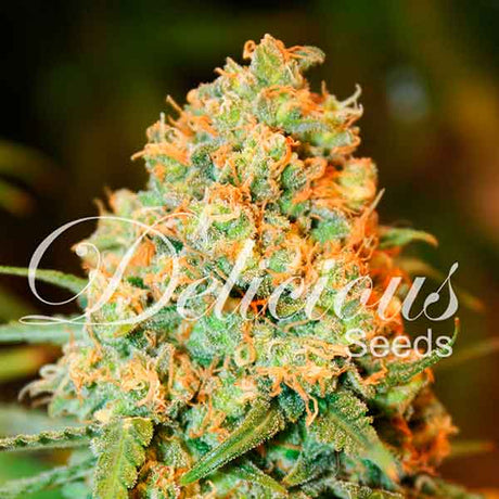 critical-super-silver-haze