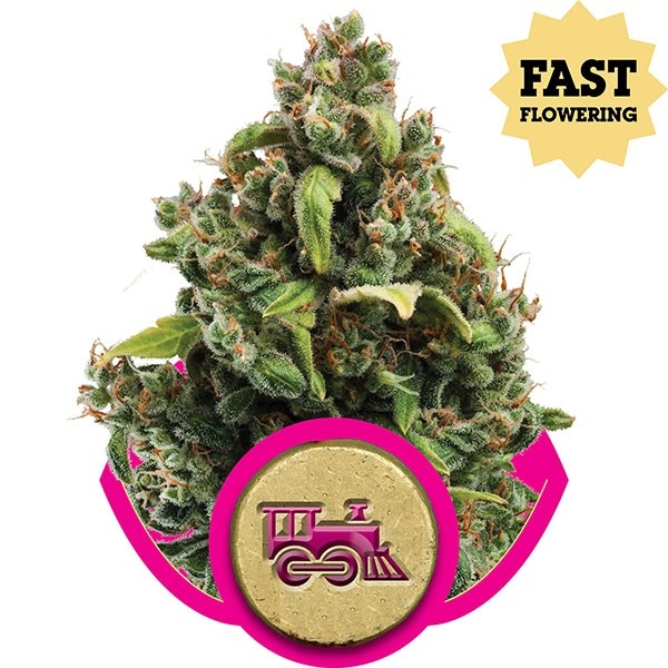 Candy Kush Express (Fast Flowering) 3 Semilla RQS