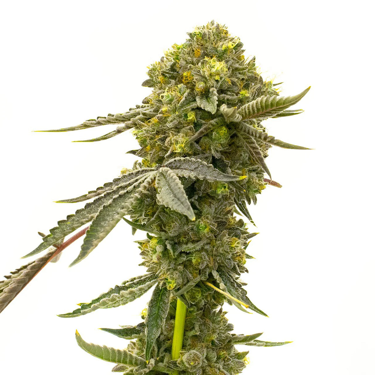 Cinderella 4:20 7 Semillas