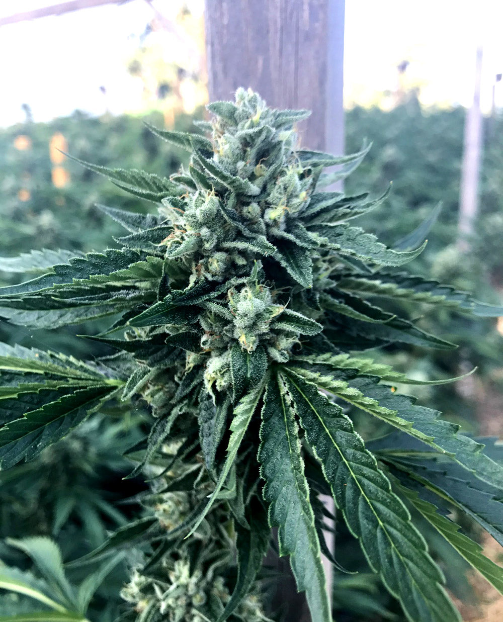 Cinnamon Buddha Og 3 Semillas Humboldt Seeds