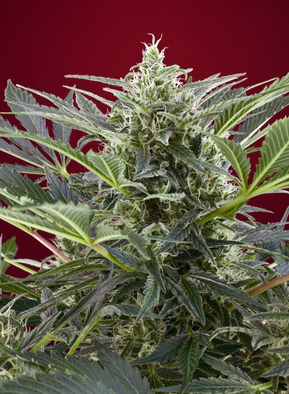 Cream 47 3+1 Semillas Sweet Seeds