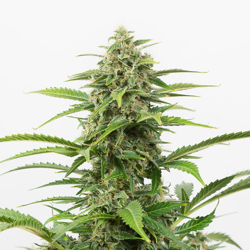 Critical 4:20 2 Semillas