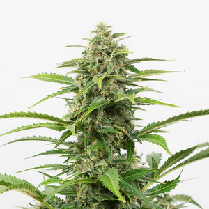 Critical 4:20 2 Semillas