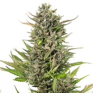 Critical 47 Auto 4:20 7 Semillas