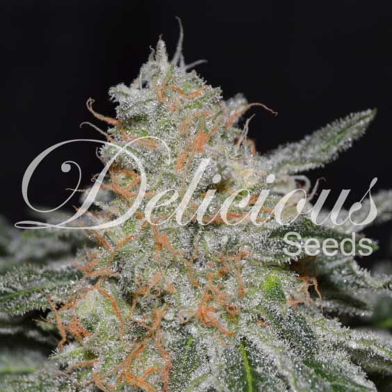 critical-neville-haze