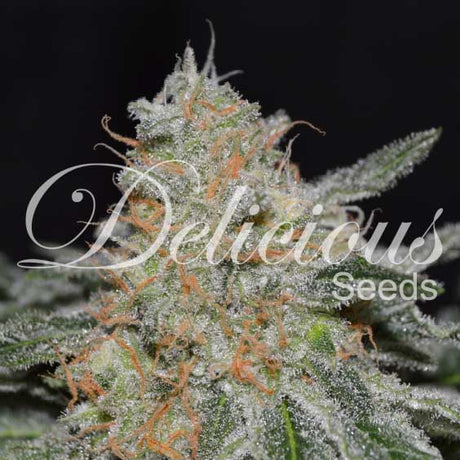 critical-neville-haze