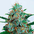 critical-neville-haze-auto
