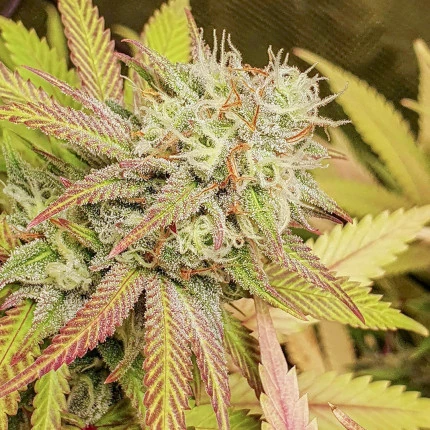 Critical Orange Punch Auto 3 Semillas Dutch Passion