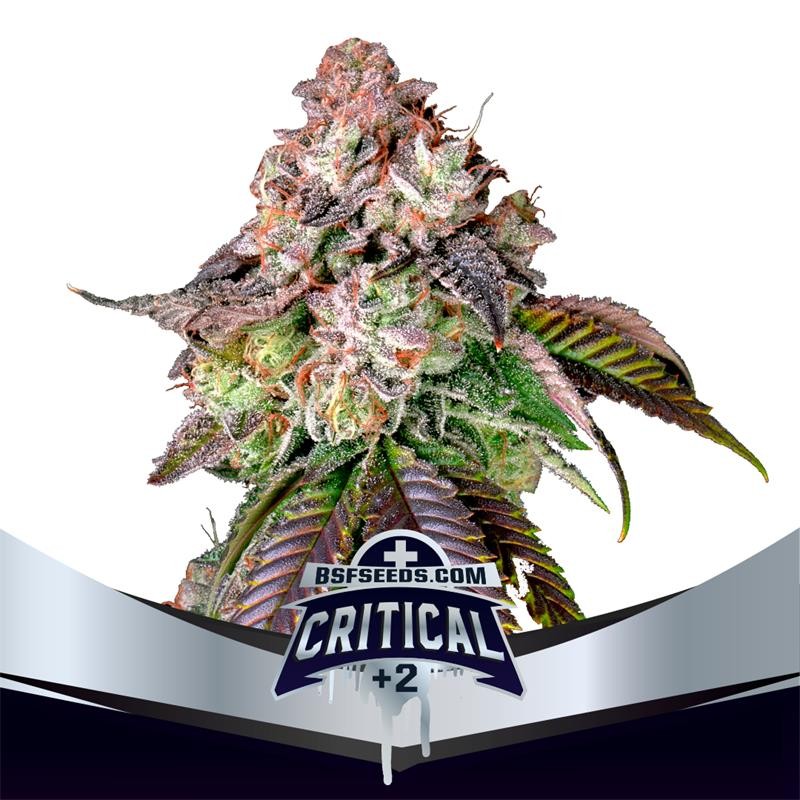 Critical+2 12 Semillas Bsf Seeds