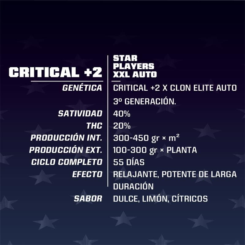 Critical+2 XXL Auto 2 Semillas Bsf Seeds