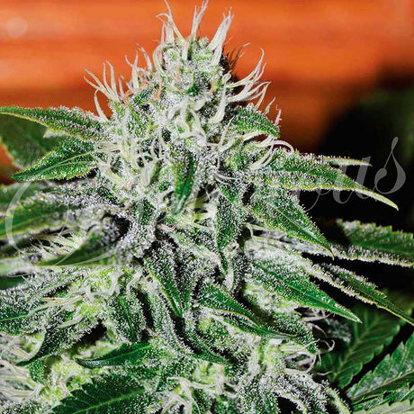 critical-jack-herer