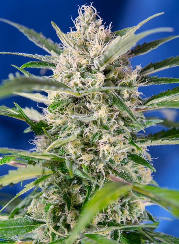 Crystal Candy Auto 3+1 Semillas Sweet Seeds