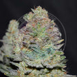 delicious-cookies-auto
