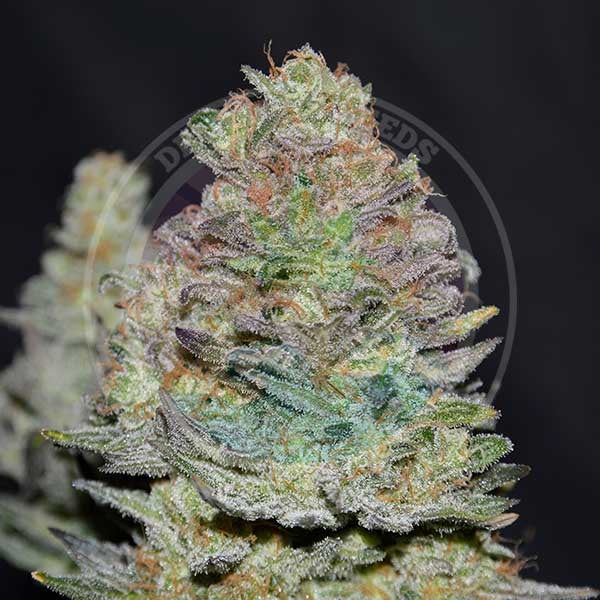 delicious-cookies-auto
