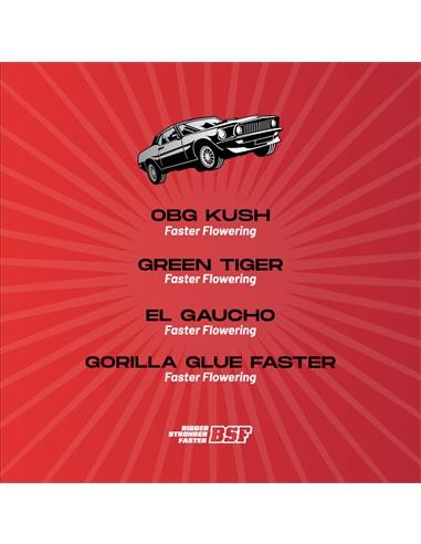 Faster And Furious Faster Mix 12 Semillas BSF Seeds