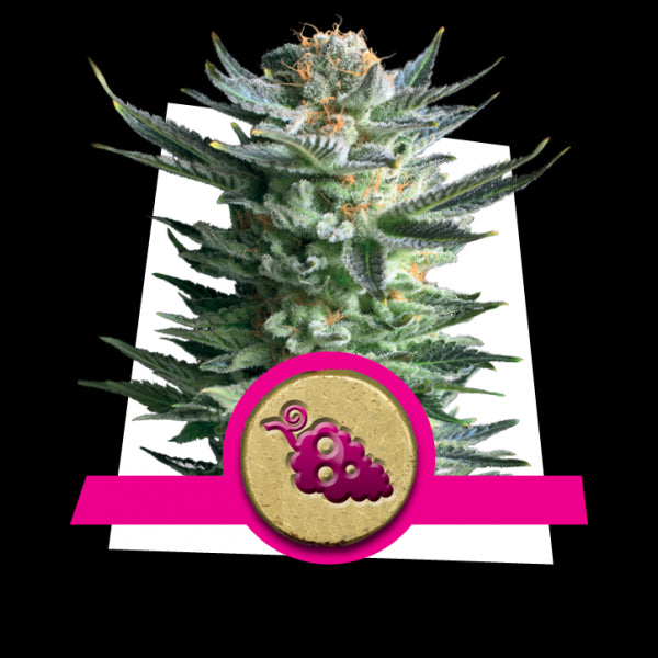 Fruit Spirit 3 Semilla RQS