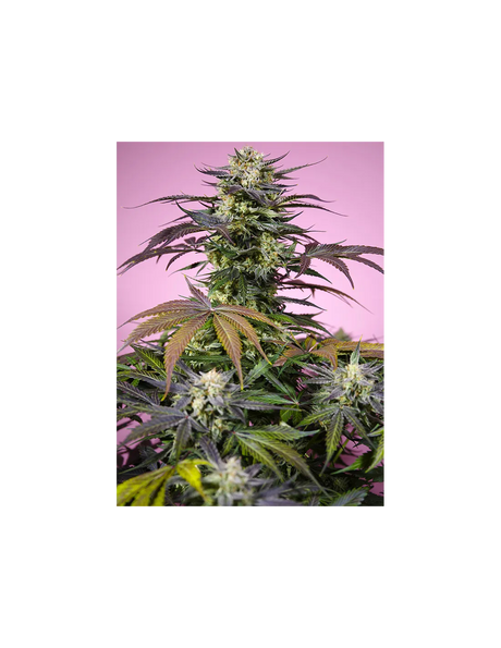 Gelonade Fem 3+1 Semillas Sweet Seeds