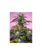 Gelonade Fem 3+1 Semillas Sweet Seeds
