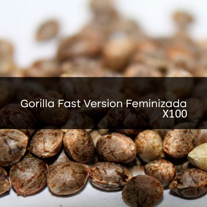 Gorilla Fast Version Feminizada a Granel 100 Unidades