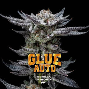 Gorilla Glue Auto GK 2 Semillas Bsf Seeds