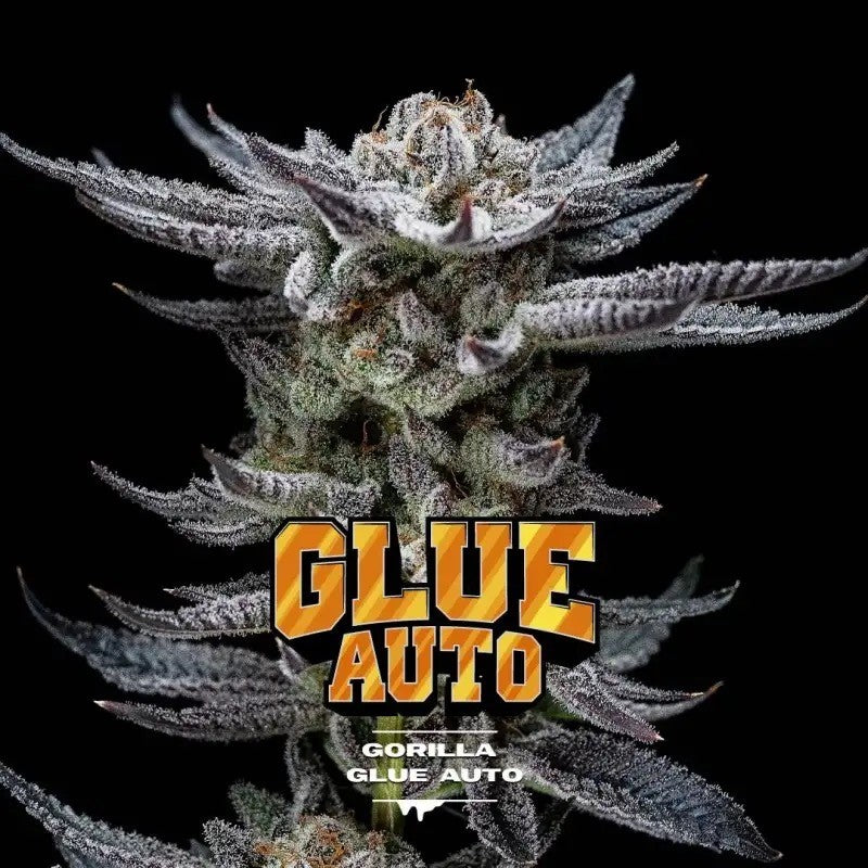 Gorilla Glue Auto GK 7 Semillas Bsf Seeds