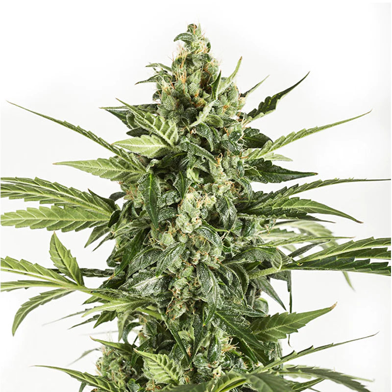 Haze Auto 4:20 2 Semillas
