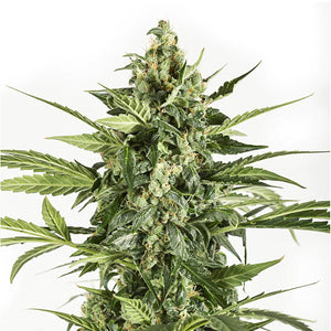 Haze Auto 4:20 2 Semillas