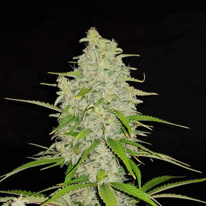 Hulkberry 3 Semilla RQS