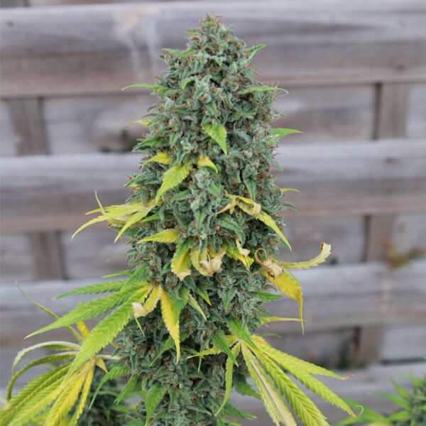 Hulkberry 3 Semilla RQS