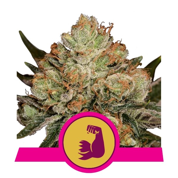 Hulkberry 3 Semilla RQS