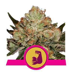 Hulkberry 3 Semilla RQS