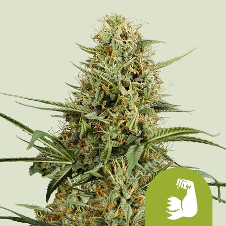 Hulkberry Auto 3 Semilla RQS