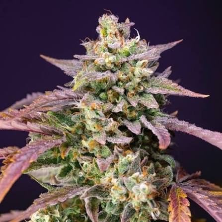 Purple Punch OG XL Auto 3+1 Semillas Sweet Seeds