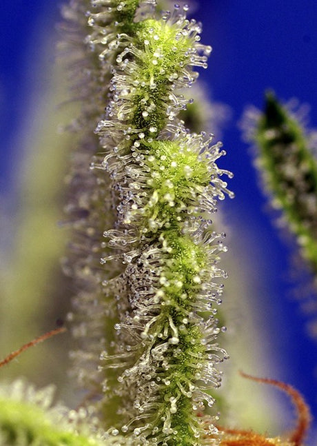 Jack 47 XL Auto 3+1 Semillas Sweet Seeds