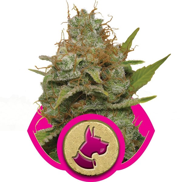 Kali Dog 3 Semilla RQS
