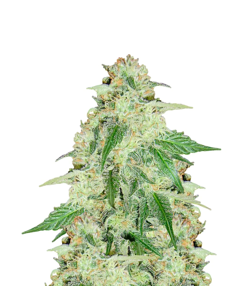Lavender 4:20 7 Semillas